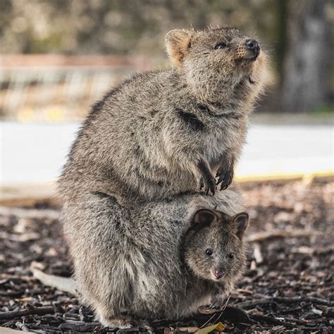 Snug Baby Quokka | Quokka, Cute baby animals, Animal photo