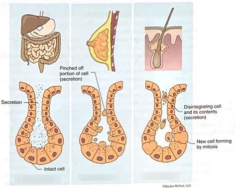 exocrine glands Diagram | Quizlet