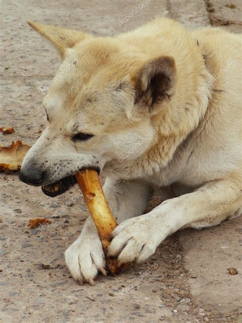 Dog eating bone — Stock Photo © Benzman #1655436