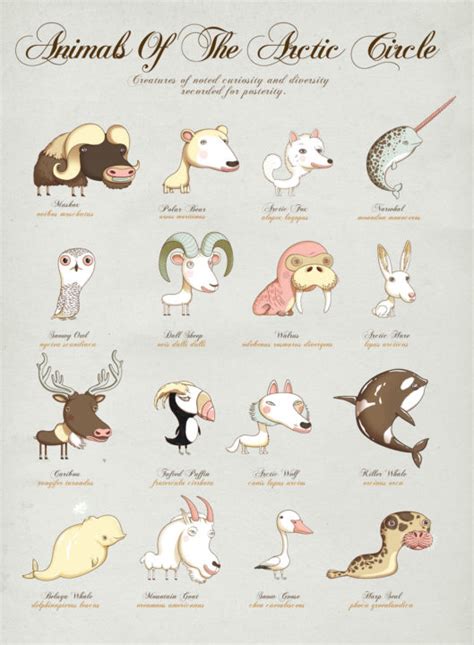 ANIMALS-OF-ARCTIC-CIRCLE-A3-to-print - Rapp|Art