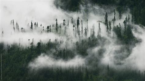 "Foggy Mountain Forest" by Stocksy Contributor "Alexander Grabchilev" - Stocksy