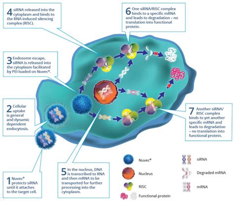 siRNA - N4 Pharma