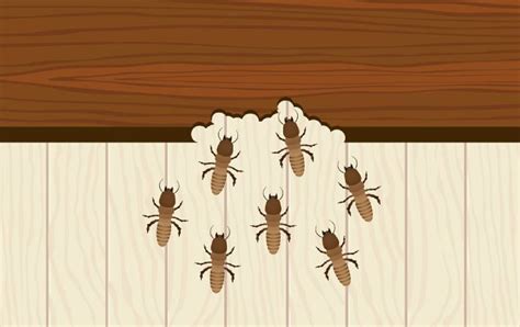 How Do I Know if My House is Infested by Termites?