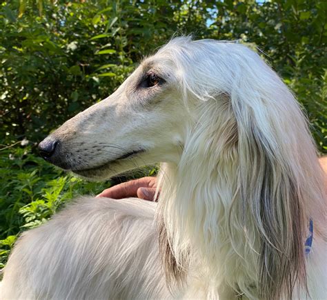 Afghan Hound puppies for sale