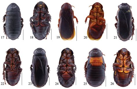 A taxonomic study of the genus Panesthia (Blattodea, Blaberidae ...