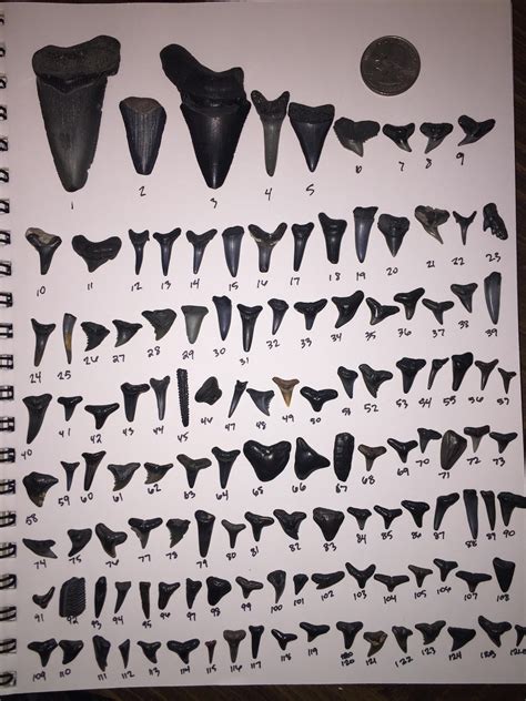 I found all of these shark teeth on North Carolina beaches. I want to ...