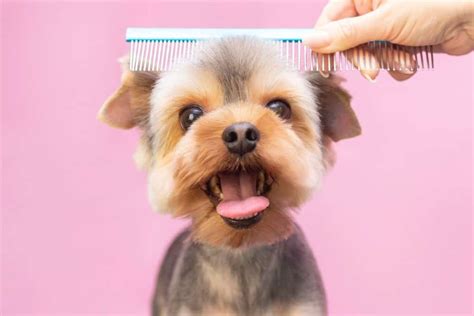 7 Steps to Raising a Dog that Enjoys Being Groomed