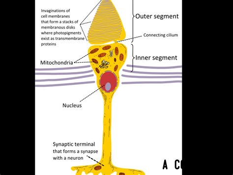 Cone Cells by Cole Christopher