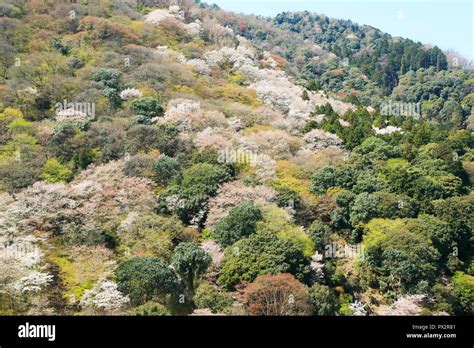 Cherry blossoms in Kyoto Arashiyama Stock Photo - Alamy