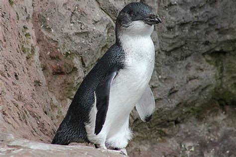 Little Penguin Information and Facts