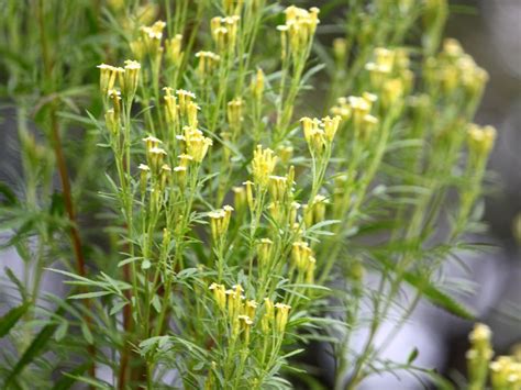 Tagetes minuta | Tagetes minuta | Flower Database