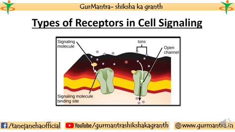 Types Of Cell Signaling Receptors - slideshare