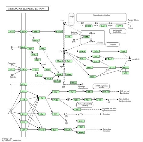 KEGG PATHWAY: Sphingolipid signaling pathway - Homo sapiens (human)