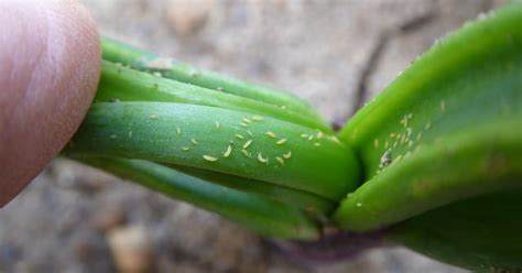 Thrips know their onions | Agronomist & Arable Farmer