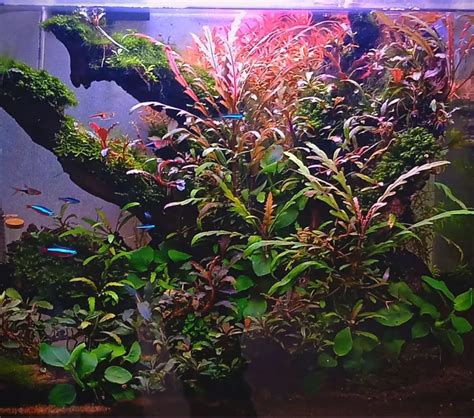 How to grow Bucephalandra - Back Water Aquatics