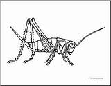 Clip Art Fly Swatter B&ampW – Abcteach sketch template