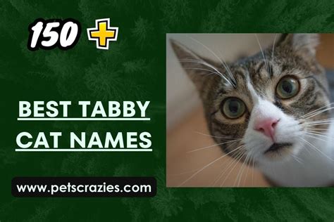 200+ Best Tabby Cat Names - Funny and Cute Ideas