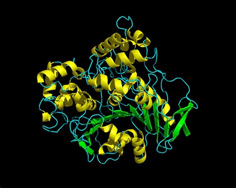 Lipase Molecule, Secondary Structure Photograph by Dr Tim Evans