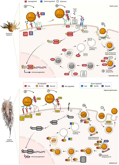 Frontiers | The nudibranch Berghia stephanieae (Valdés, 2005) is not ...