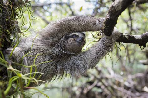 Panama's Swimming Pygmy Sloths Take to the Sea