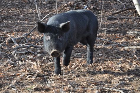 Climbing Tree Farm: Mulefoot Hogs: Super-Foragers!