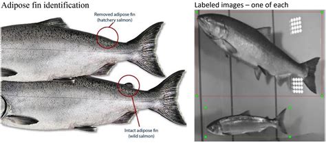 Using Computer Vision to Count Fish Populations (and Monitor Environmental Health)