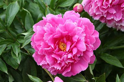 Pink Flowers Peony Bush / How To Transplant Peonies When They Don T ...