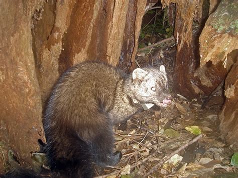 Camera Trap Codger: Return of the Fisher