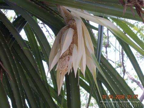 Medicinal Plants: Pandanus tectorius, Mogali, Kewda, Tazhai