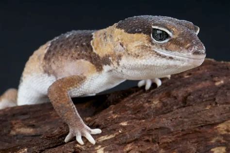 Beginner's Guide To Caring For An African Fat-Tailed Gecko - Everything Reptiles