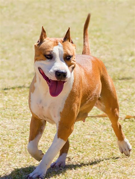 Ear Cropping - Driving Park at Flint Animal Hospital - Columbus, Ohio