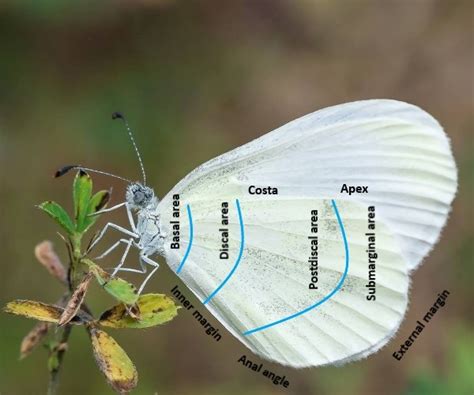 The anatomy of a butterfly. Larva, pupa, adult - butterfliesofcrete.com