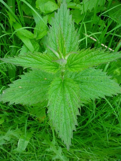 Urtica dioica (stinging nettle): Go Botany