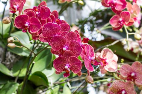 Maria's Orchids: 2017 New York Orchid Show: Phalaenopsis