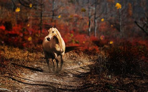 Wallpaper : forest, fall, animals, nature, horse, wildlife, autumn, leaf, season, habitat ...