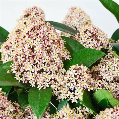 Skimmia jap. 'Delight' - Shrubs - Arboretum Garden Centre