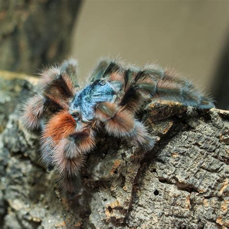 Antilles Pintoe Tarantula (Caribena versicolor) Care — The Tarantula Collective