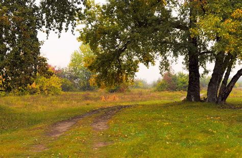 Path In The Woods Free Stock Photo - Public Domain Pictures