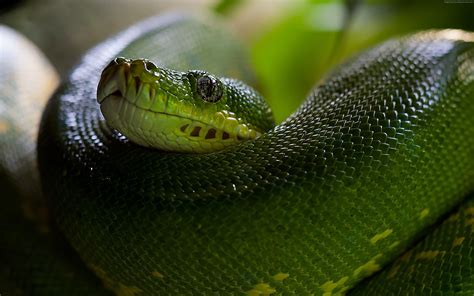 Green Snake Wallpapers - Top Free Green Snake Backgrounds - WallpaperAccess