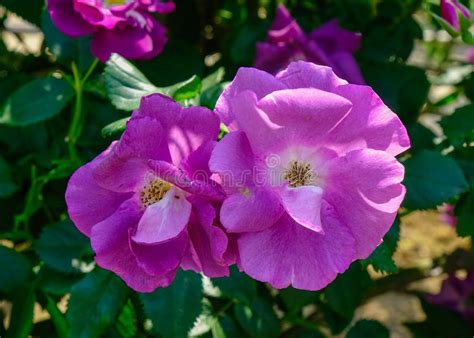 Rose Flowers at the Garden in Kyoto, Japan Stock Image - Image of rose, rock: 68421297