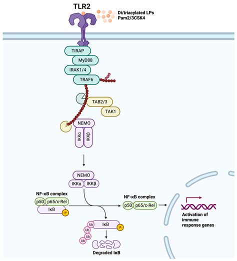 IJMS | Free Full-Text | An Update on Toll-like Receptor 2, Its Function and Dimerization in Pro ...