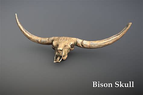 Bison Skull | 3D Interior | Unity Asset Store