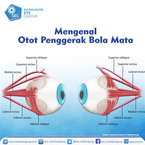 Sultan Agung Eye Center | Mengenal Otot Penggerak Bola Mata