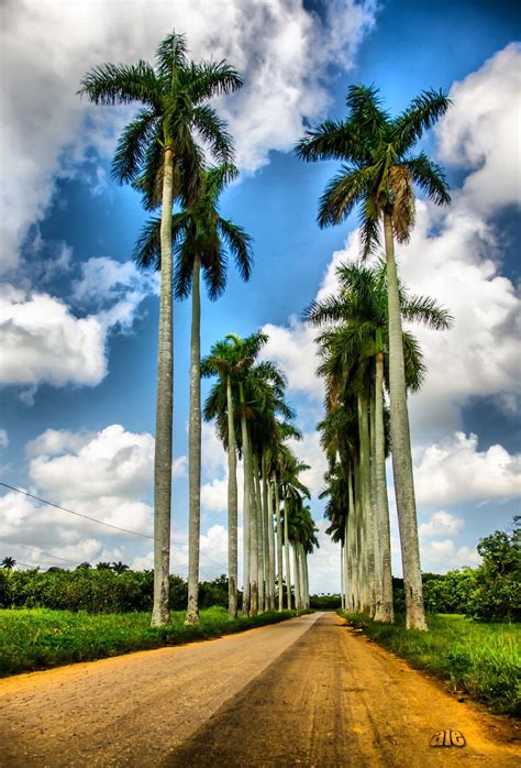 Exquisite Native Palm Tree - La Palma Real