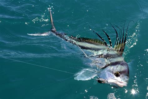 16 Facts About Roosterfish - Facts.net