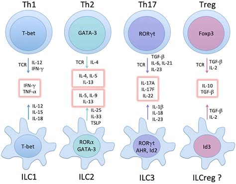 Frontiers | The Pathogenic Roles of IL-22 in Colitis: Its Transcription ...