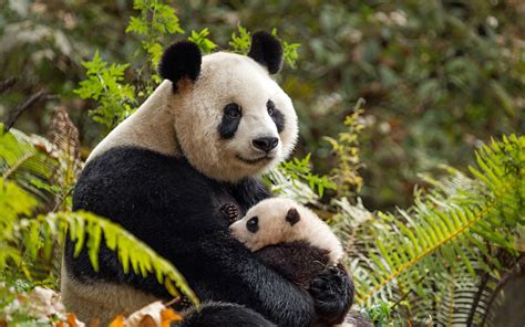 Panda Family Wallpapers - Wallpaper Cave