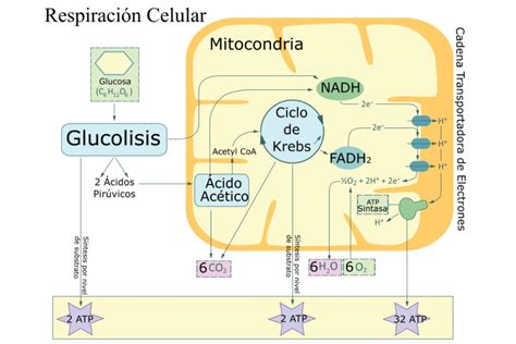 Respiración celular: qué es, etapas y tipos - Resumen