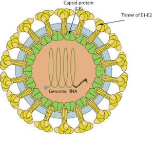 Rubella virus - Alchetron, The Free Social Encyclopedia