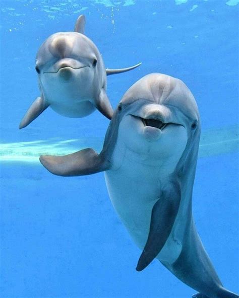 Here's a dolphin smile for you 😃Have a beautiful day ♡ Baby Animals ...